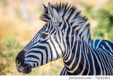 Close up of a Burchell's zebra head. Close up of a Burchell's zebra head. 79282801