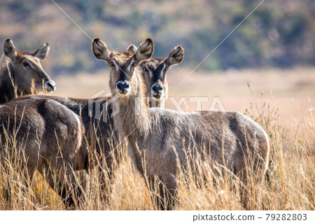 Group of Waterbuck starring at the camera. 79282803