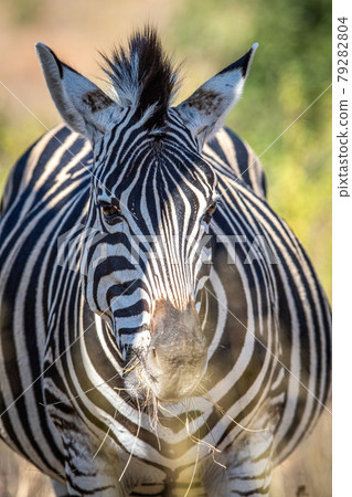 Close up of a Burchell's zebra head. Close up of a Burchell's zebra head. 79282804