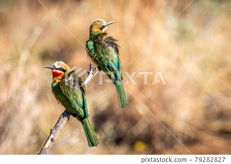 Two White-fronted-bee-eaters sitting on a branch. 79282827