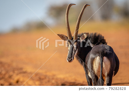 Sable antelope looking back towards the camera. Sable antelope looking back towards the camera. 79282828