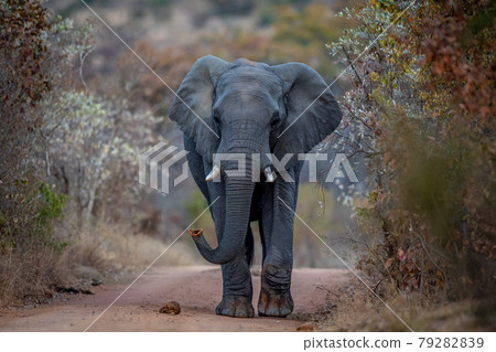 Big Elephant bull walking towards the camera. 79282839