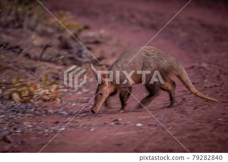 Aardvark crossing a dirt road. 79282840
