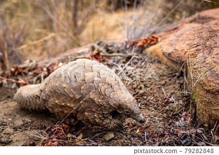 Ground pangolin crawling in the bush. 79282848