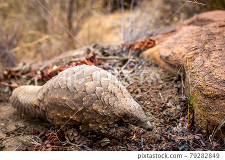 Ground pangolin crawling in the bush. 79282849