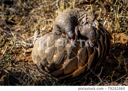 Ground pangolin rolling up in the grass. 79282860