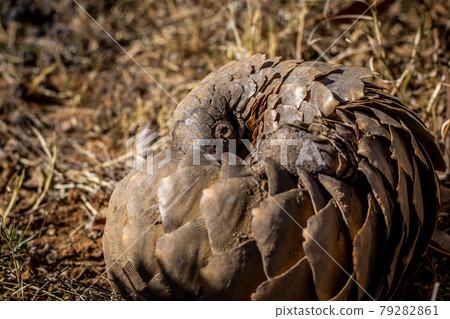 Ground pangolin rolling up in the grass. 79282861