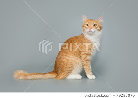 Beautiful red cat Beautiful red cat 79283070