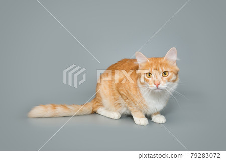Beautiful red cat 79283072