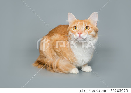 Beautiful red cat Beautiful red cat 79283073