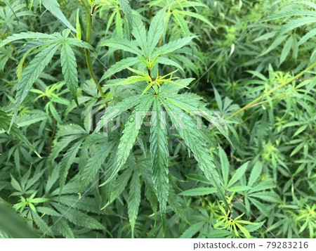 在大量野生大麻生長的背景下，一片被雨水浸濕的油葉圖像 79283216