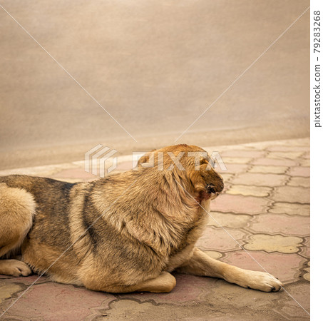 Stray dog is resting on pavement looking away camera. Hungry mongrel alone. Homeless doggy. Copyspace Stray dog is resting on pavement looking away camera. Hungry mongrel alone. Homeless doggy. Copyspace 79283268