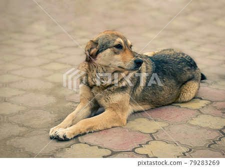 Stray dog, homeless animal is lying on pavement. Hungry mongrel resting alone. Pet need adoption. Strays are an issue in Russia now after implementing the new Animal-protection act Stray dog, homeless animal is lying on pavement. Hungry mongrel resting alone. Pet need adoption. Strays are an issue in Russia now after implementing the new Animal-protection act 79283269
