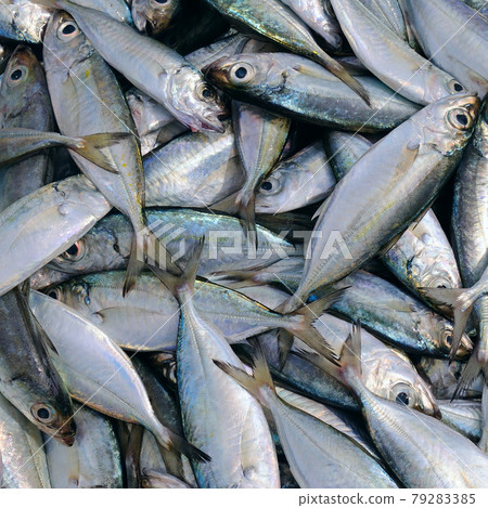 Catching fish. The Common roach Catching fish. The Common roach 79283385