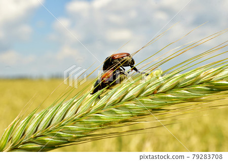 Bread beetles sit on an ear of wheat. 79283708