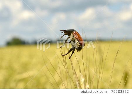 The bread beetle sits on the wheat. The bread beetle sits on the wheat. 79283822