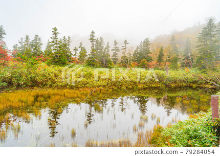 Autumn Tsugaike Natural Garden surrounded by fog [Nagano Prefecture] 79284054