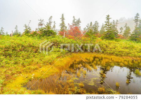 Autumn Tsugaike Natural Garden surrounded by fog [Nagano Prefecture] 79284055