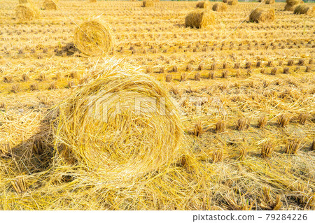 [Autumn material] Rice straw roll [Nagano Prefecture] 79284226