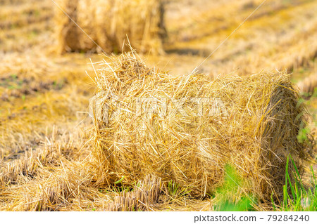 [Autumn material] Rice straw roll [Nagano Prefecture] 79284240