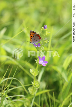 Clasping venus, a naturalized plant that blooms on the roadside 79284466