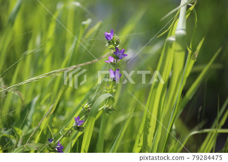 Clasping venus, a naturalized plant that blooms on the roadside 79284475