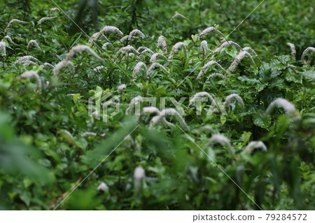 White flowers, Lysimachia clethroid flowers, which bloom quietly under the forest in early summer 79284572