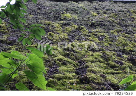 有植被的舊茅草屋頂 有植被的舊茅草屋頂 79284589