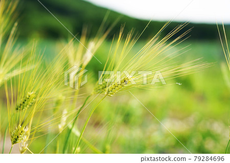 Autumn wheat Hokkaido Autumn wheat Hokkaido 79284696