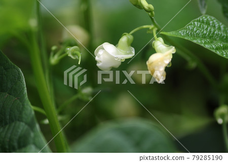 Small white bean flower 79285190
