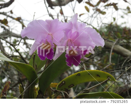 Colombia Cattleya Trianei 79285265