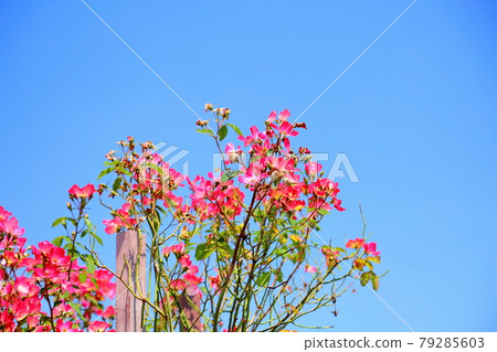 玫瑰花朵雞尾酒 玫瑰花朵雞尾酒 79285603