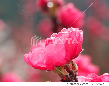 Wet red flowers Wet red flowers 79285746