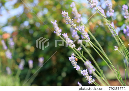 薰衣草花 薰衣草花 79285751