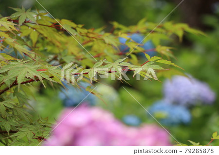 hydrangea hydrangea 79285878