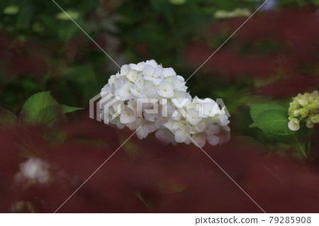  繡球 79285908