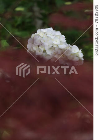 繡球 繡球 79285909