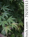  繡球 79285913