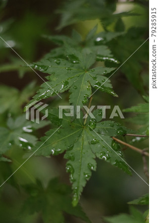 繡球 繡球 79285915