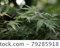  繡球 79285918