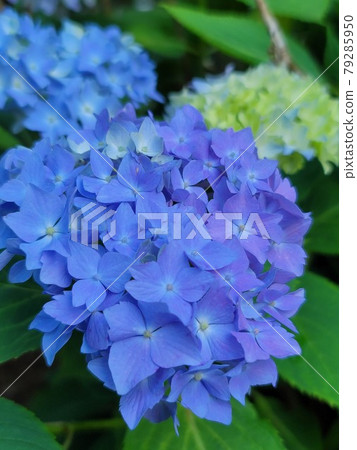 hydrangea hydrangea 79285950