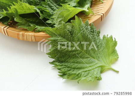 Macrophyll  79285998