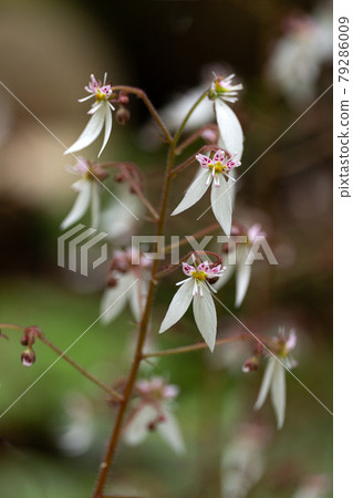 Saxifraga flowers blooming in a damp place in early summer 79286009