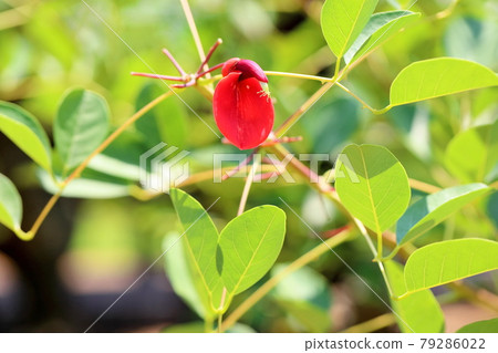 American Flower of Deigo 79286022