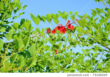 Deigo的美國花 79286084