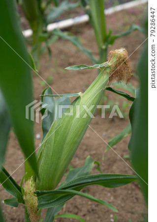 時令玉米<千葉縣7月的廚房花園> 時令玉米<千葉縣7月的廚房花園> 79286447