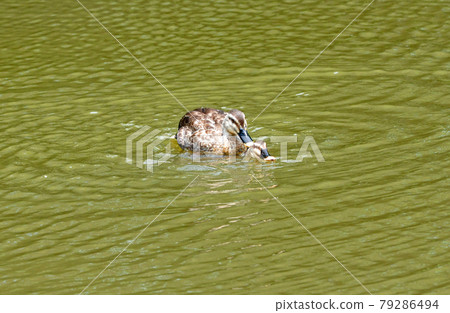 斑嘴鴨求偶行為 79286494