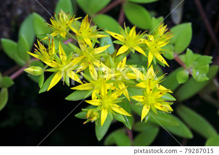 Cute flowering of Maruba Mannengusa, Tadami Town, Fukushima Prefecture Cute flowering of Maruba Mannengusa, Tadami Town, Fukushima Prefecture 79287015