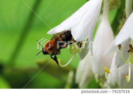 Mackerel flower and bumblebee in Tadami Town, Fukushima Prefecture 79287016