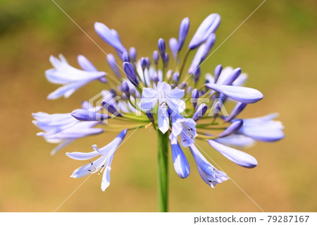 Agapanthus flower 79287167